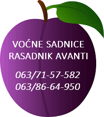 RASADNIK VOĆNIH SADNICA AVANTI LAZAREVAC KRUŠEVAC